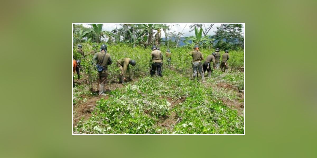 Campesinos del Bajo Cauca denuncian presiones para volver a los cultivos ilícitos