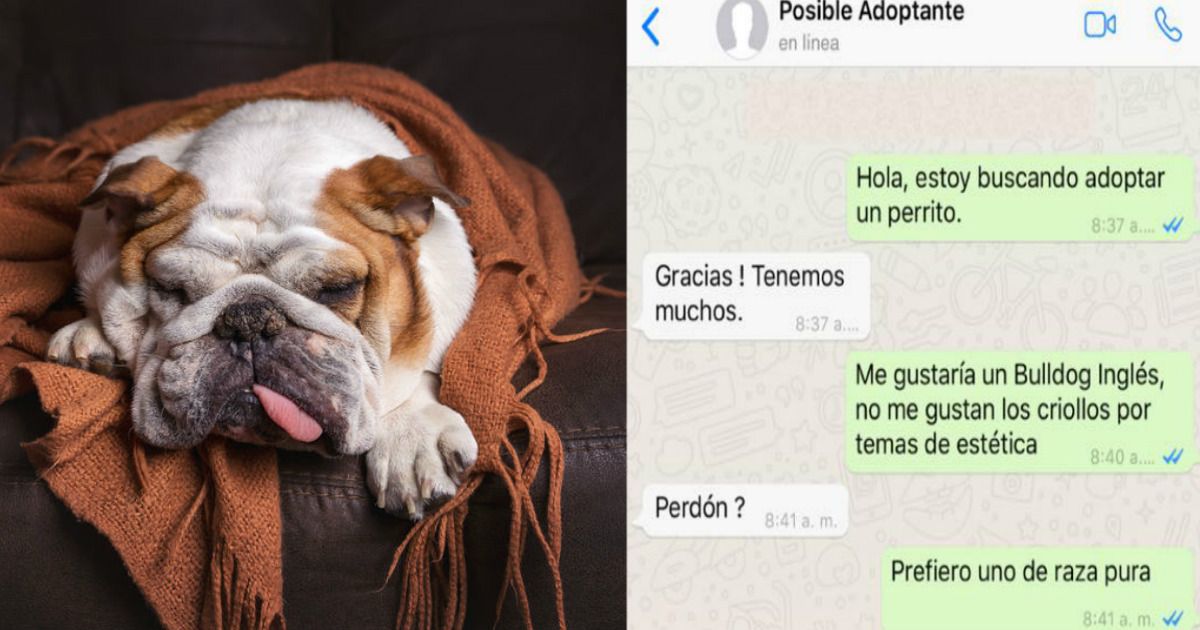 Chat de WhatsApp se hace viral por querer un perro de raza y no criollo