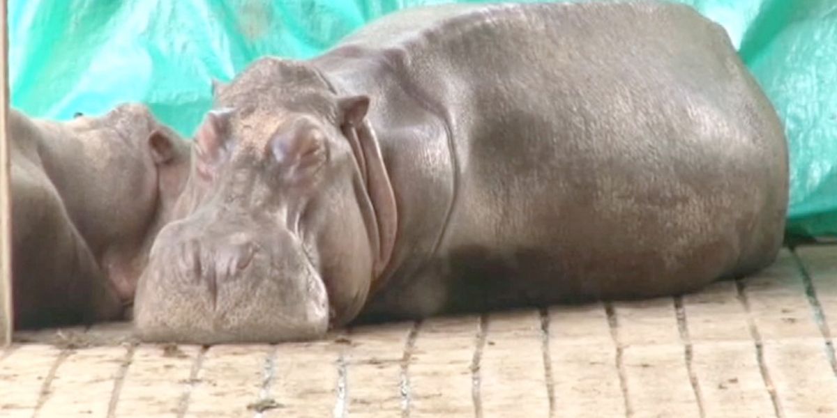 Se salió de control presencia de hipopótamos en Magdalena Medio. Buscan regresarlos a África