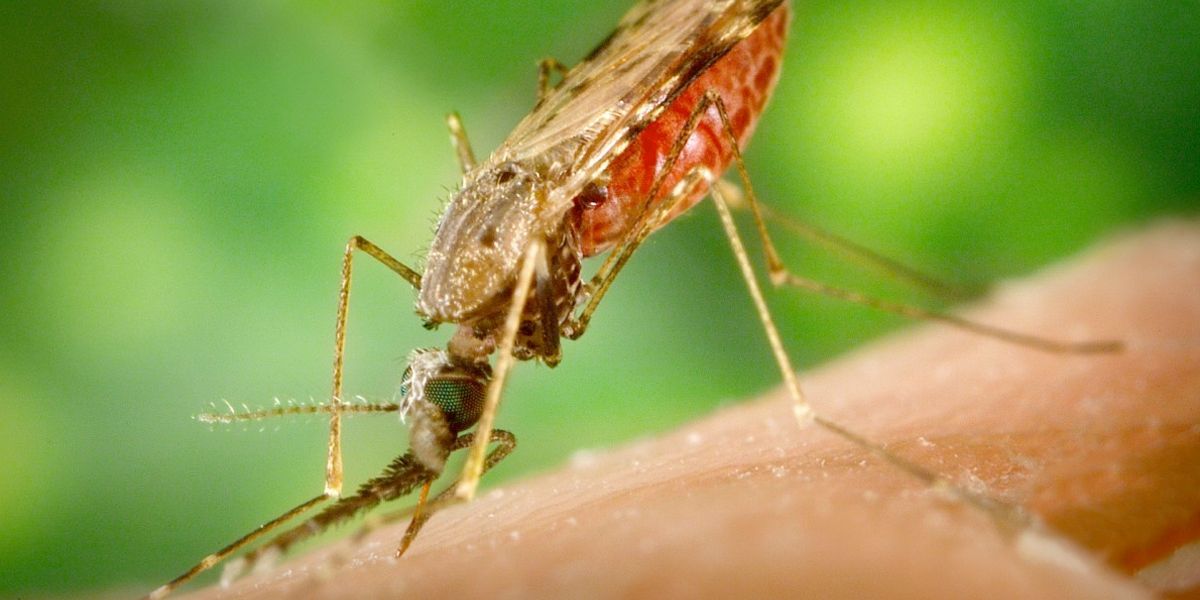 Adelantan jornada de prevención de la malaria en el Valle