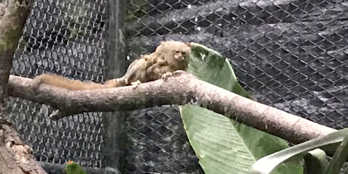 En cautiverio, nacen en zoológico de Medellín dos monos titis y un cisne cuello negro