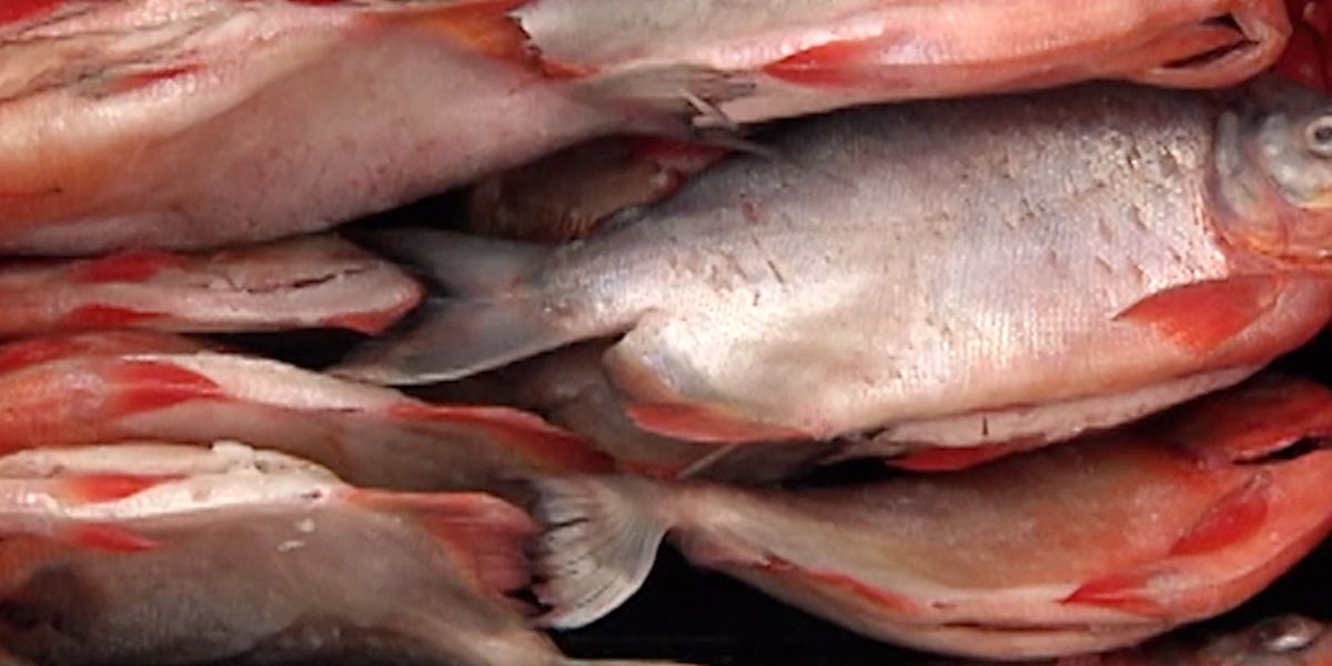 Cuidado con el pescado en mal estado durante esta Semana Santa