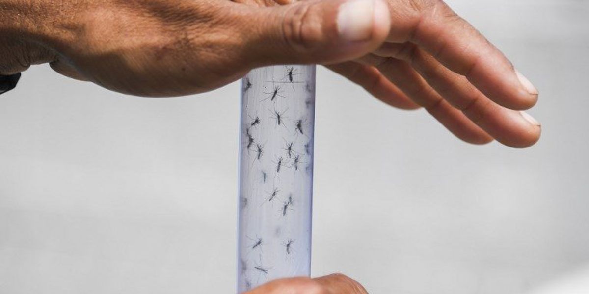 Con 3 millones de mosquitos estériles buscan disminuir el dengue en Australia