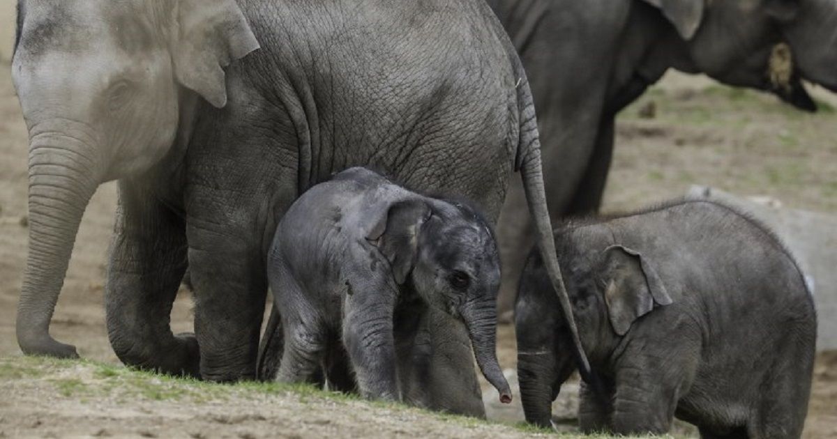 Enternecedoras fotos de elefante recién nacido en parque de animales