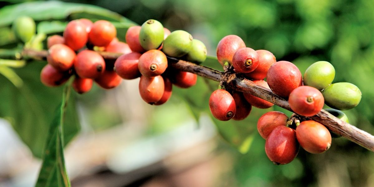Cae 8 % la producción de café, pero aumenta su exportación un 9 %, según FNC