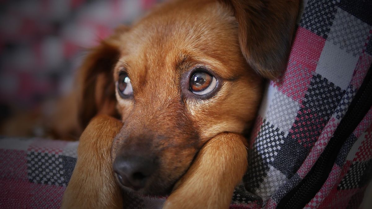 perro mascota triste robada hurtada universidad central pixabay moshehar cc0