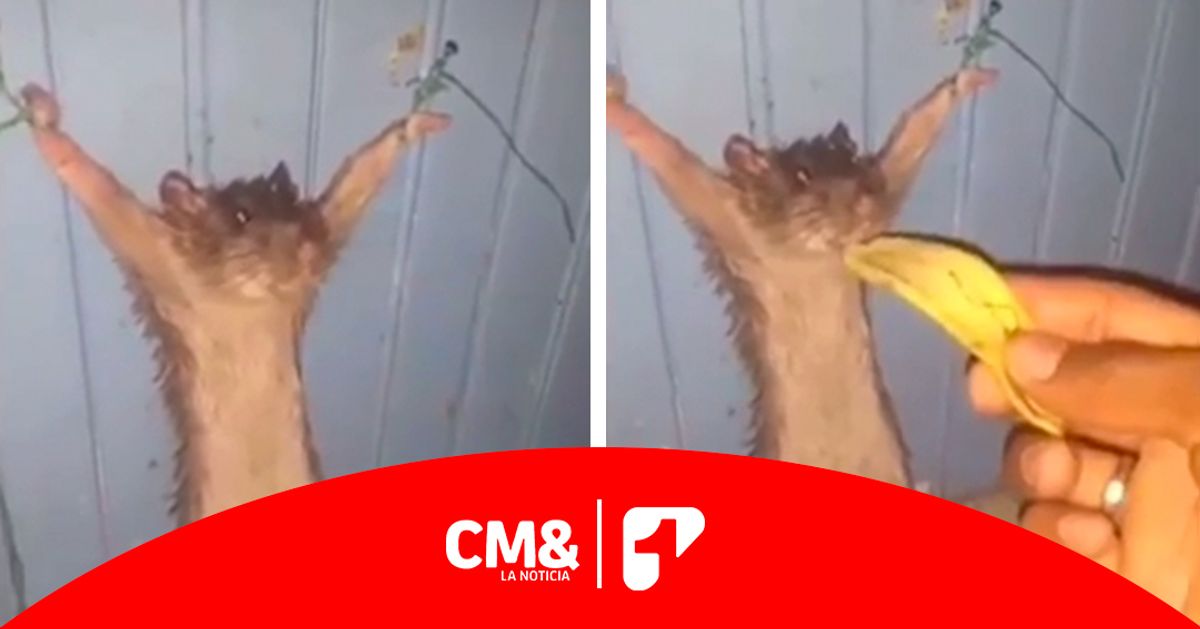 Indignación por video en el que es torturado un roedor