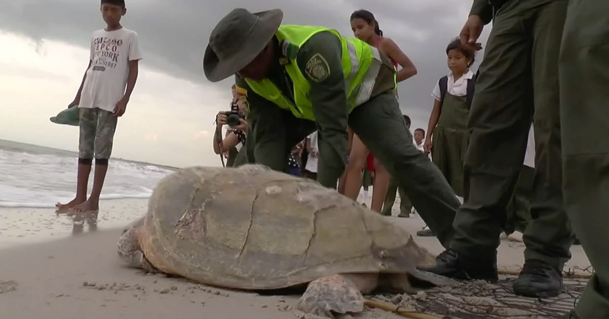Policía rescata 16 tortugas Carey en La Guajira que serían comercializadas en mercado negro