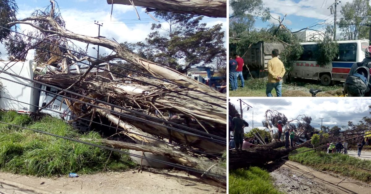 Árbol que cayó sobre carros en occidente de Bogotá dejó dos personas heridas