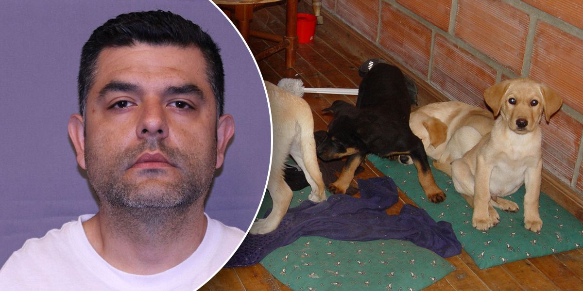 Extraditan a veterinario colombiano que usaba perros para traficar droga