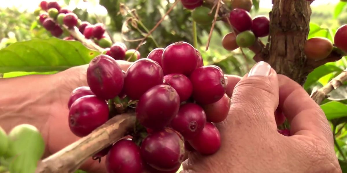 Producción cafetera se recupera en abril y crece 5 %