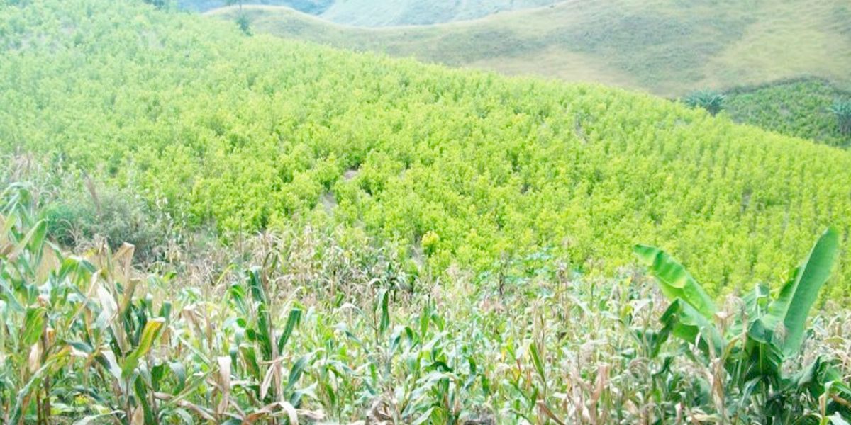 Cultivos ilícitos aumentaron en 30 mil hectáreas, según el Gobierno