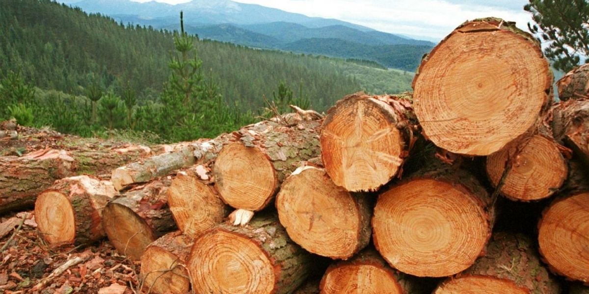 Deforestación creció 23% en 2017