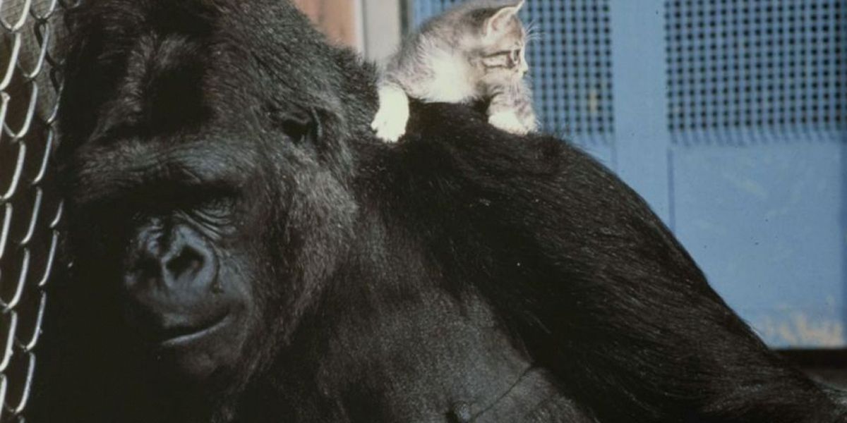 A los 46 años muere Koko, la gorila que hablaba por señas