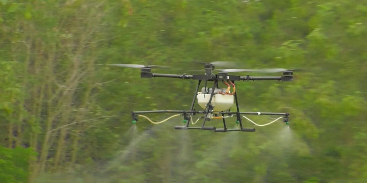 Drones permitirían aspersión segura de glifosato