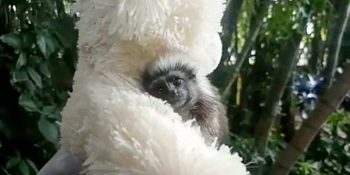Rescatan mono tití que confunde a su madre con un oso de peluche