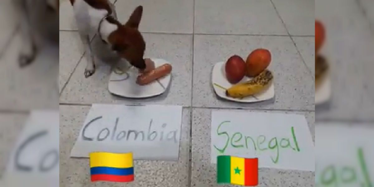 Perro que “predice” al ganador de Colombia Vs Senegal se hace viral en redes