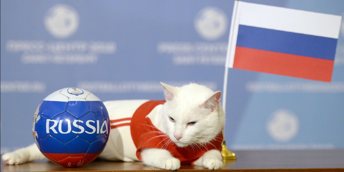 Aquiles, el gato que pronosticará los resultados de Rusia 2018