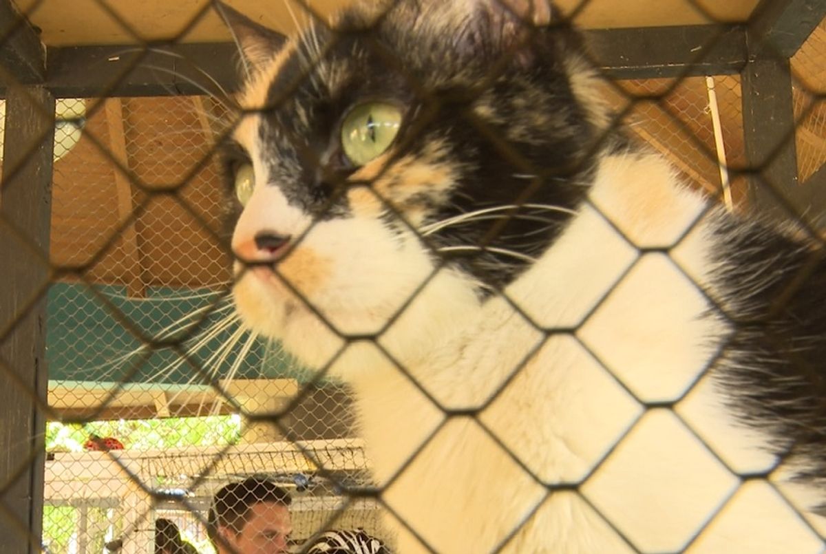 40 gatos encontraron hogar en la ‘Adopgatón’ en Bogotá