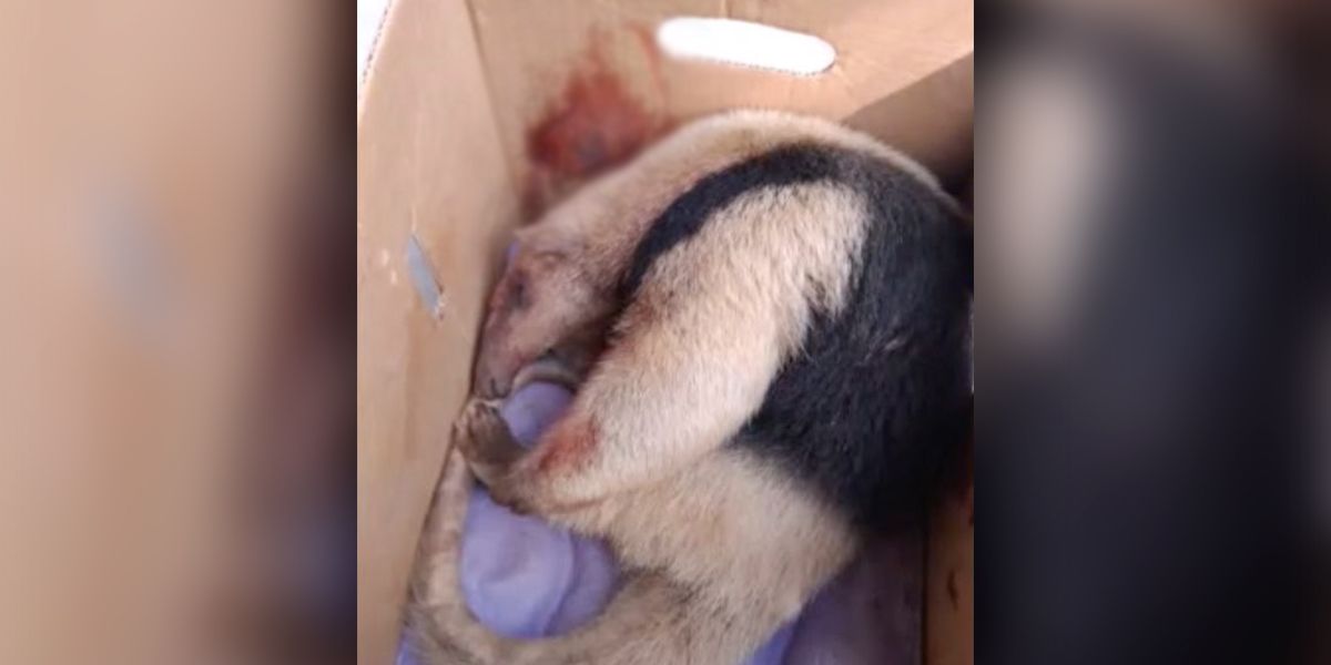 Nuevo caso de maltrato animal contra un oso hormiguero en Manizales
