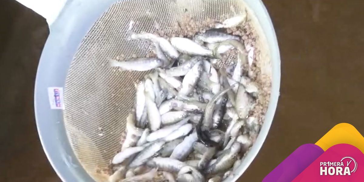 Alertan sobre peligrosa bacteria que estaría generando mortandad de peces en Nariño