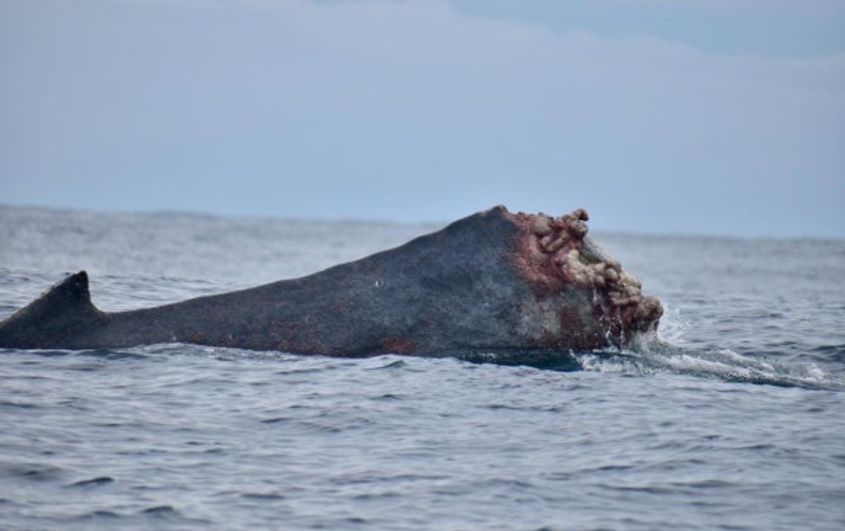 En costas del pacífico colombino se avistó una ballena con la cola mutilada