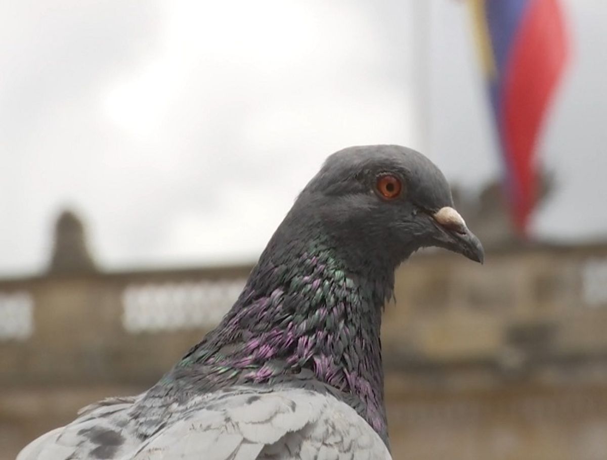 Alcaldía plantea prohibir la alimentación de palomas en la Plaza de Bolívar