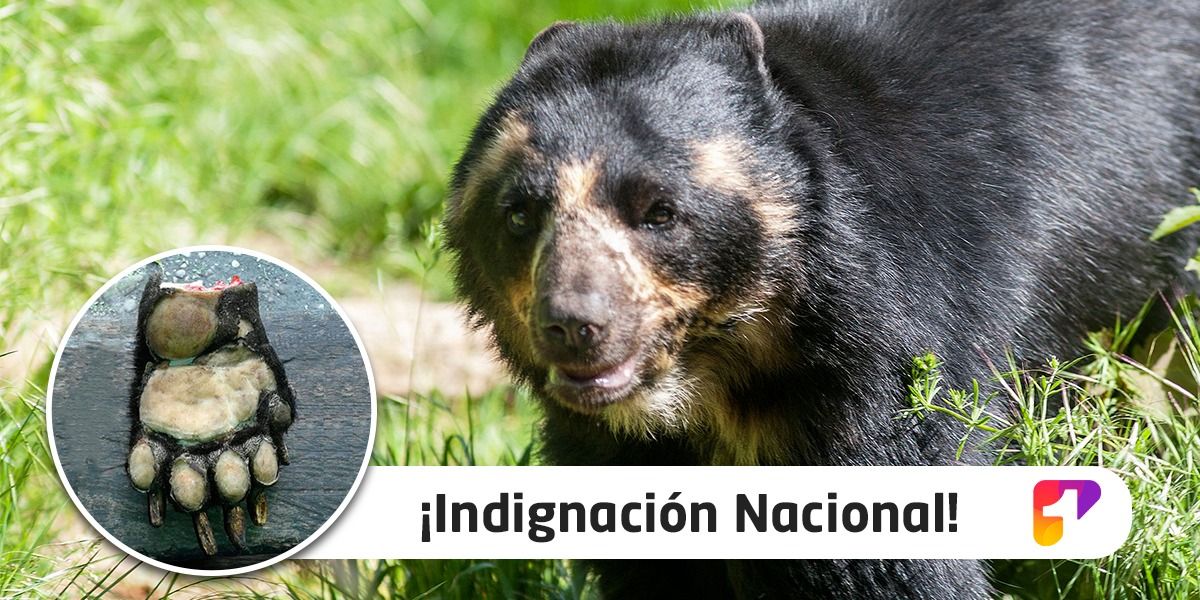 Se inician investigaciones por atroz descuartizamiento de oso de anteojos