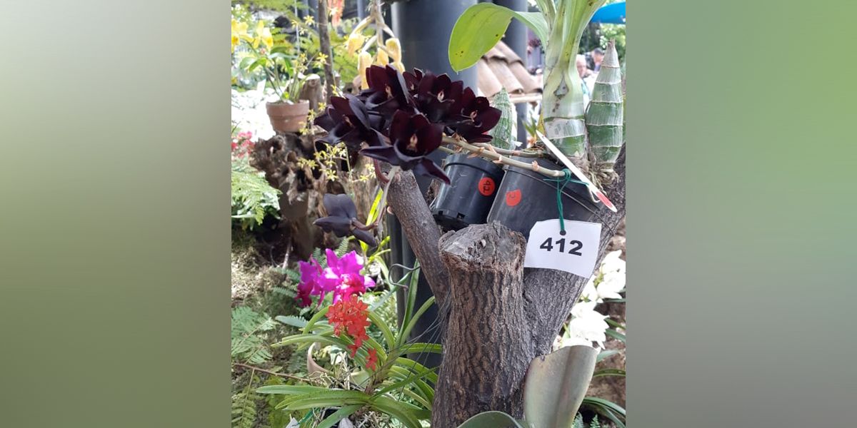 Orquídea negra, la gran novedad de la Feria de las Flores de Medellín