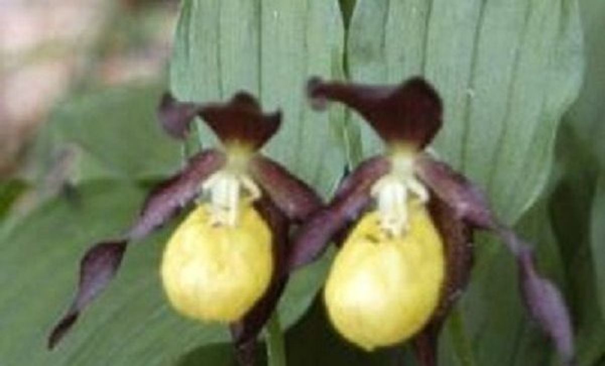 Descubren nueva especie de orquídea en Perú