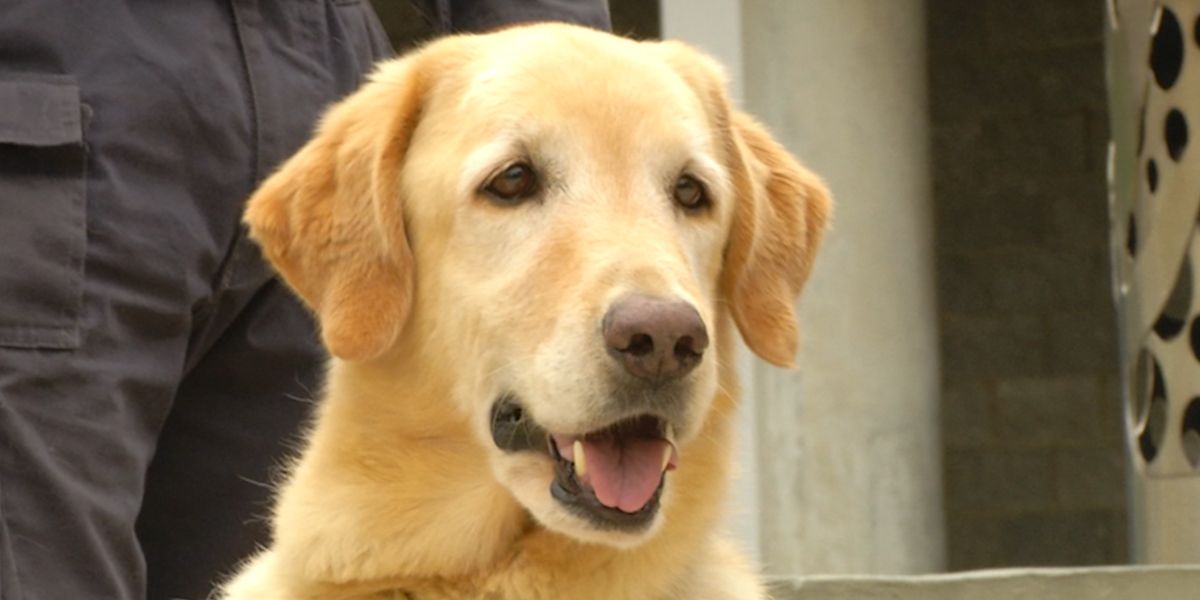 Por primera vez en Colombia, un juez definió custodia de un perro en un divorcio