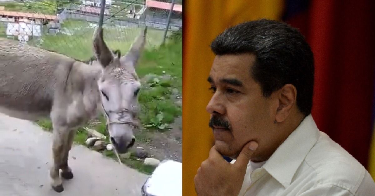 Capturan a bomberos que grabaron video comparando a Maduro con un burro