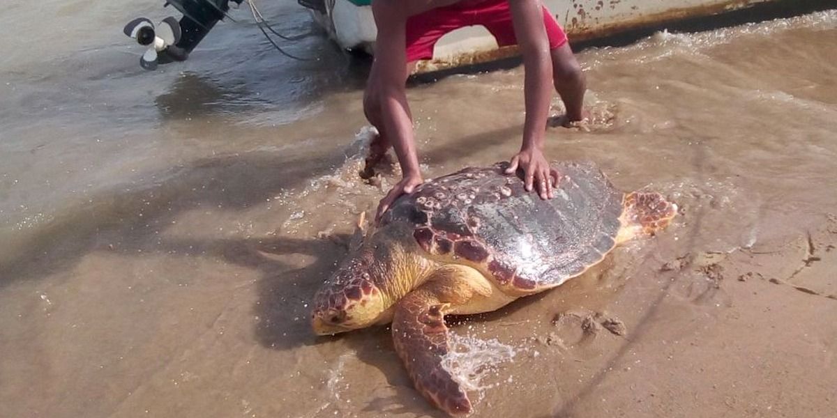 Liberan tortuga rescatada por pescadores en La Guajira