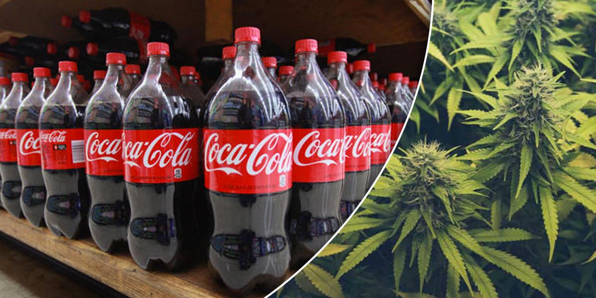 Coca Cola estudia entrar en el mercado de las infusiones de cannabis