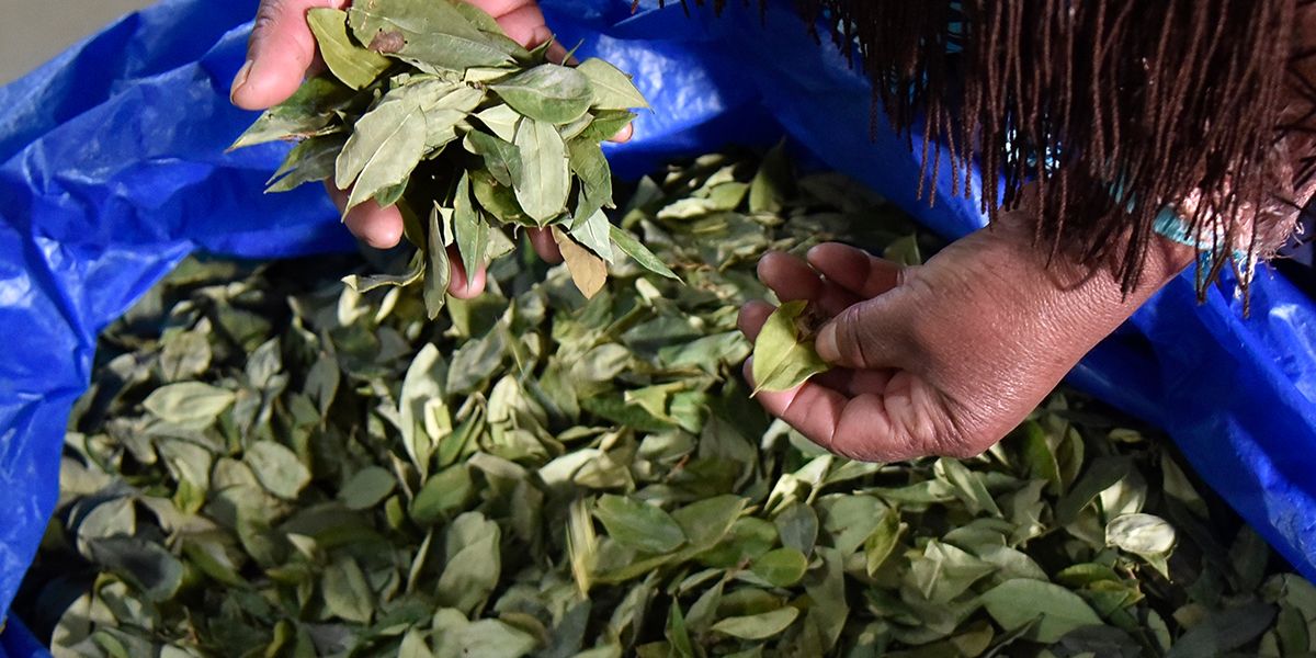 Retirar la hoja de coca de lista de sustancias prohibidas: la apuesta de Colombia y Bolivia