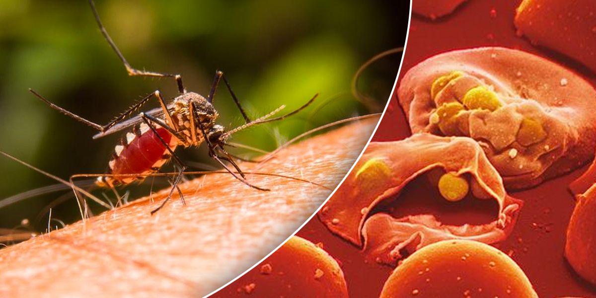 Aumentan casos de malaria en el país