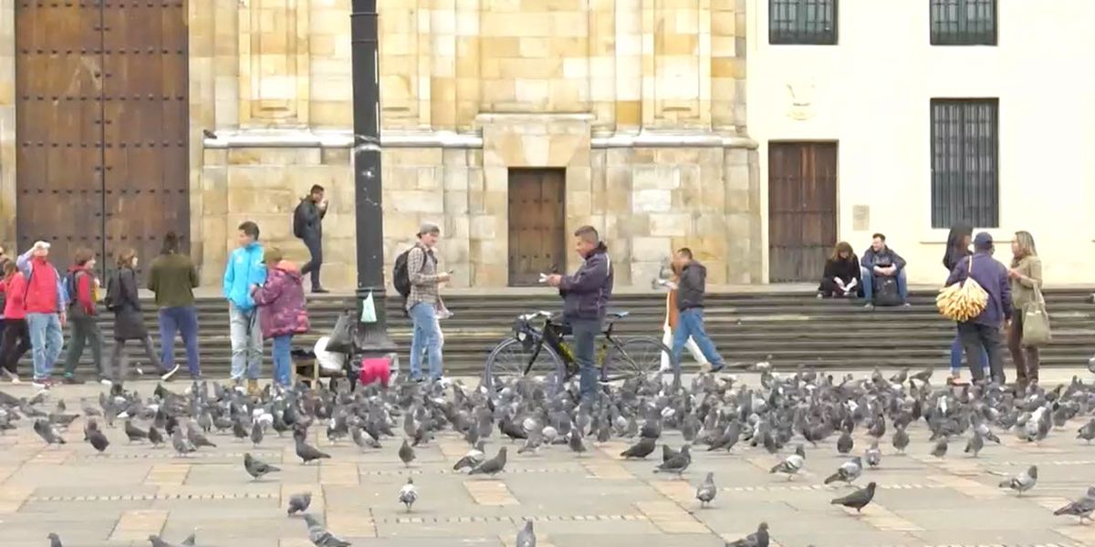 Vendedores de maíz estarían hasta diciembre en Plaza de Bolívar por sobrepoblación de palomas