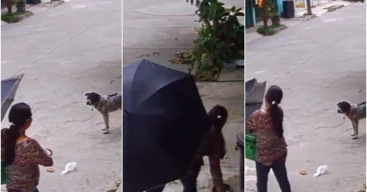 ¡Indignante! Una mujer le roba a un perrito callejero sus platos de comida y agua