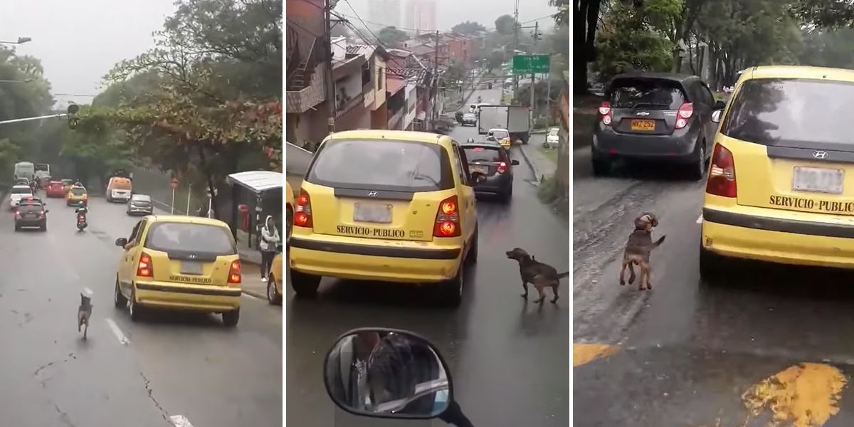 Adoptado perro que persiguió 20 cuadras a su dueña en Medellín