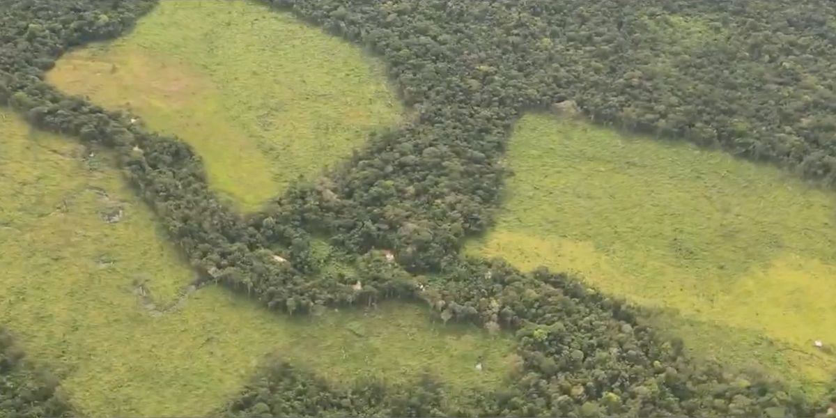 Grave deforestación en Amazonía: 16 hectáreas por hora