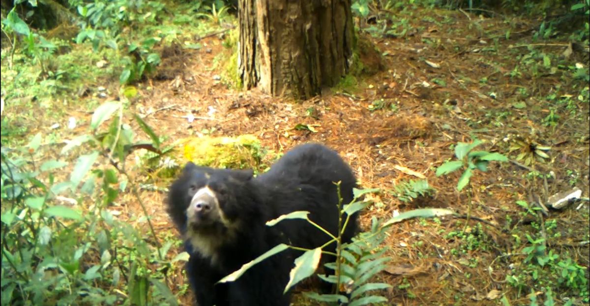 Tiernas imágenes de una familia de osos anteojos fue grabada en Huila