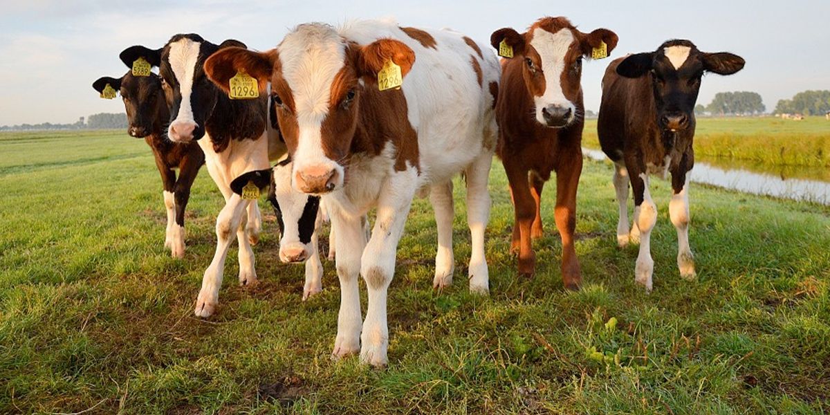 Los protocolos de bioseguridad que deberá cumplir el sector de la ganadería