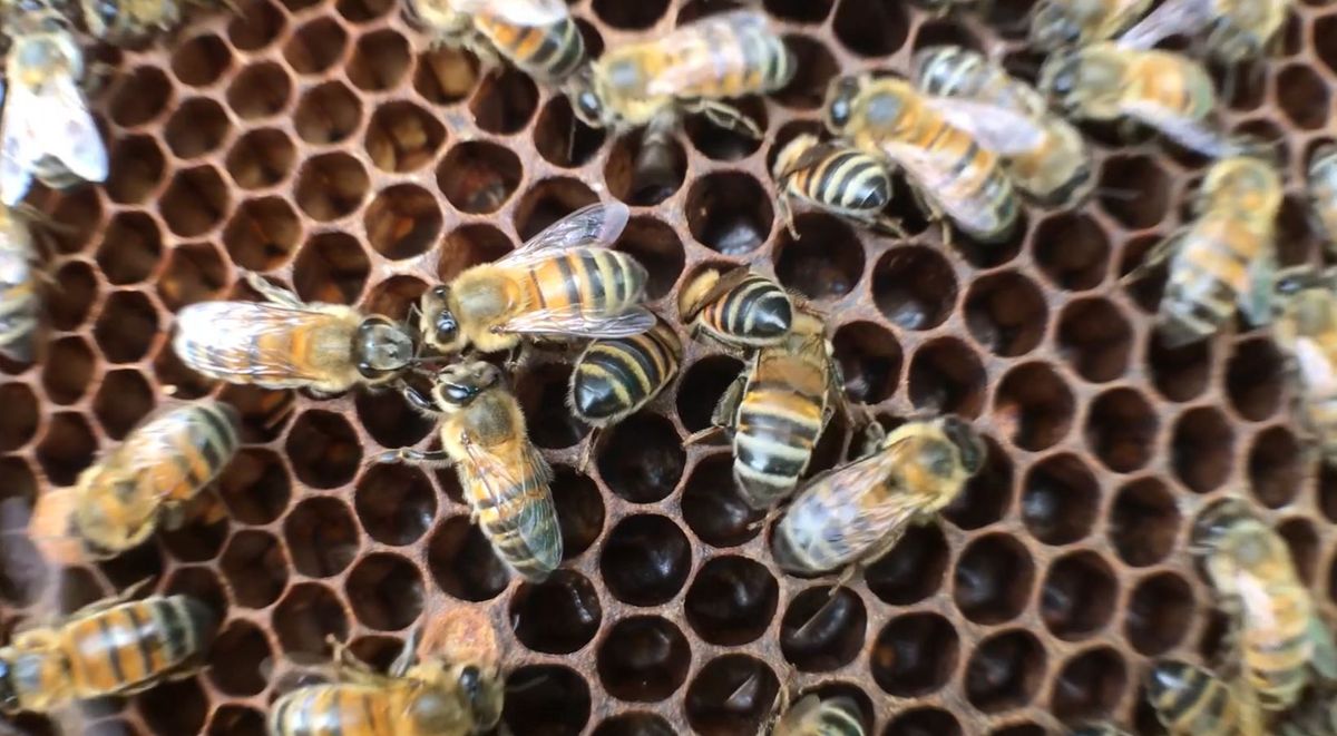 ANLA restringirá uso de los pesticidas para proteger a las abejas