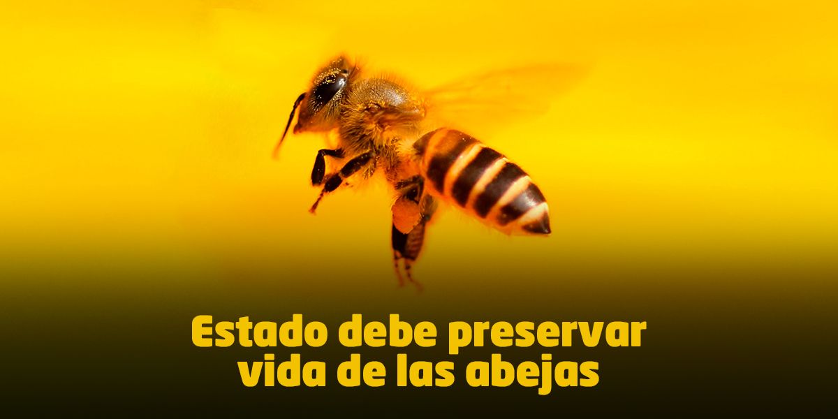 Trascendental fallo obliga al Gobierno a crear una política para proteger la vida de las abejas
