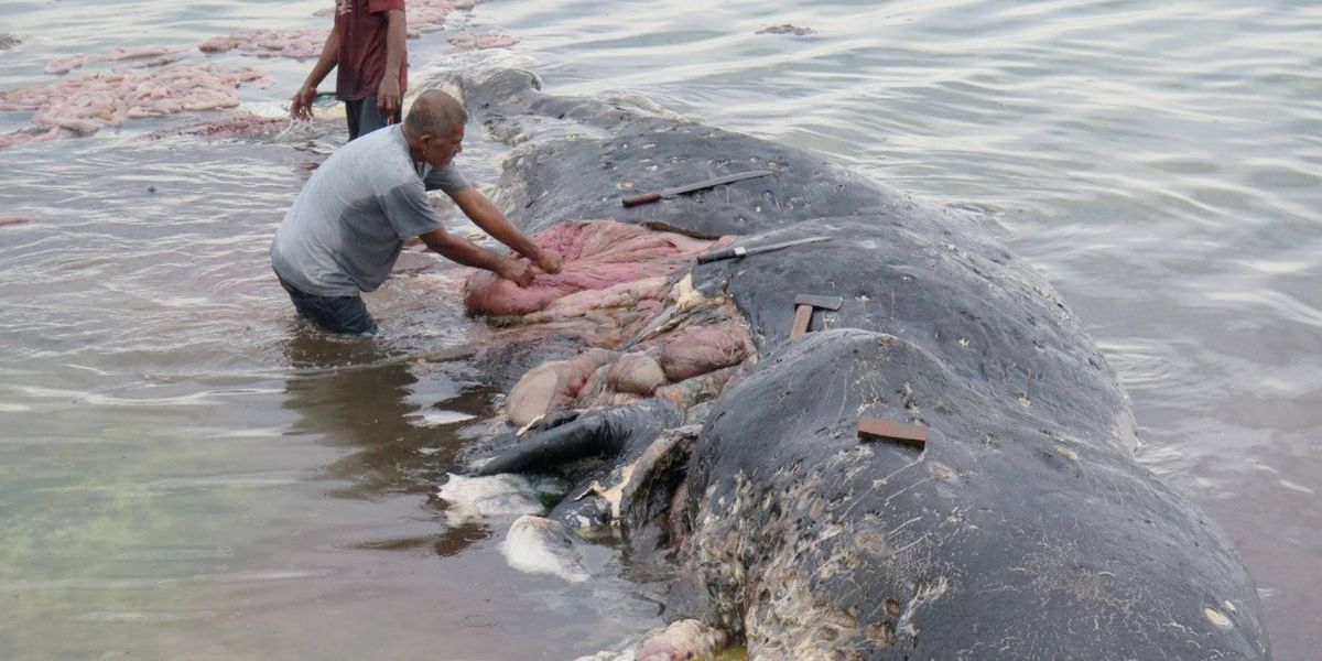 Hallan una ballena muerta con más de 1000 productos de plástico en el estómago en Indonesia