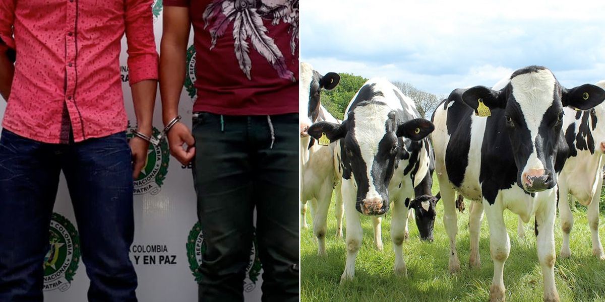 Capturan a tres funcionarios del ICA por contrabando de ganado venezolano