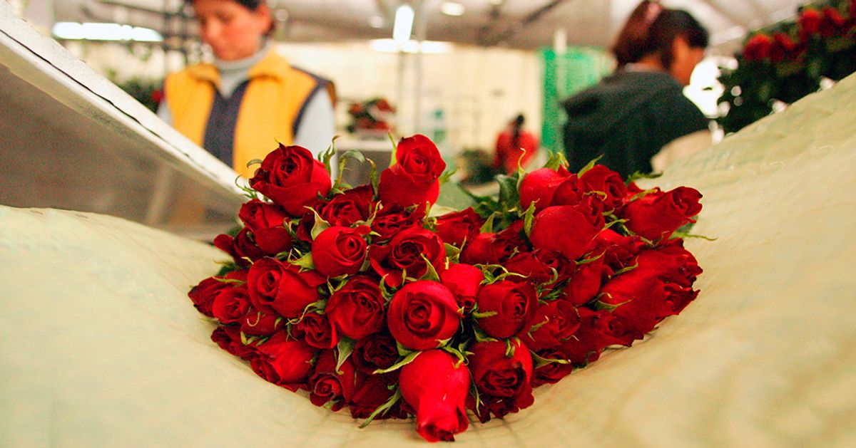 Floricultores se preparan para fiesta de San Valentín del próximo año