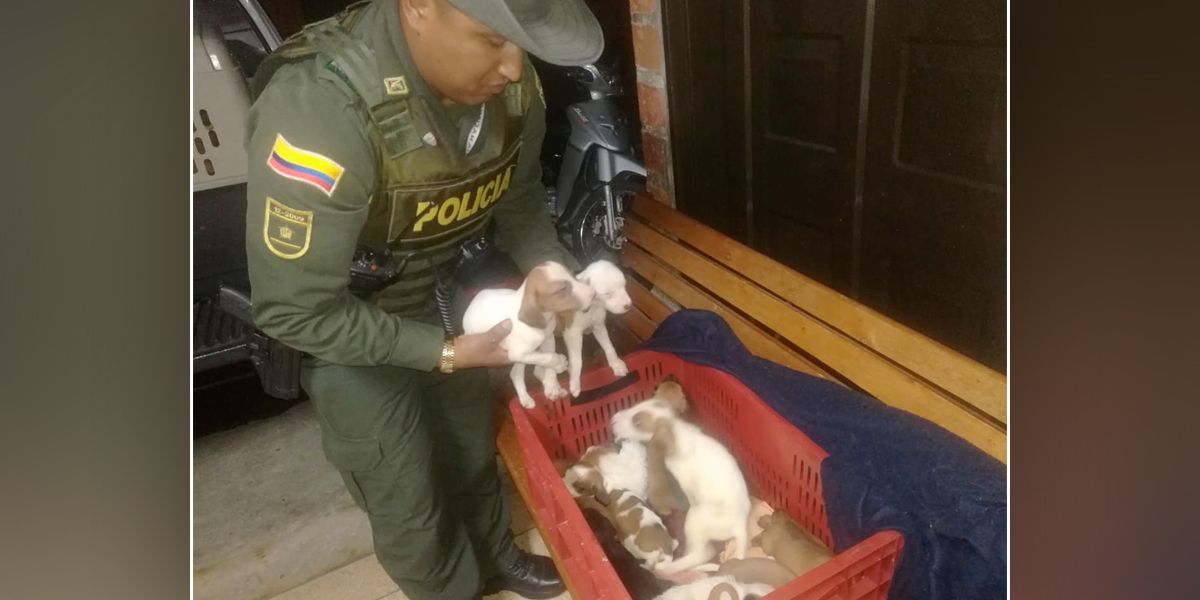 Policía rescata 32 animales domésticos maltratados en Medellín