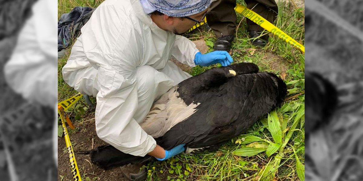 Pesticida causó la muerte de Amy, una de las últimas especies de cóndores andinas de Ecuador