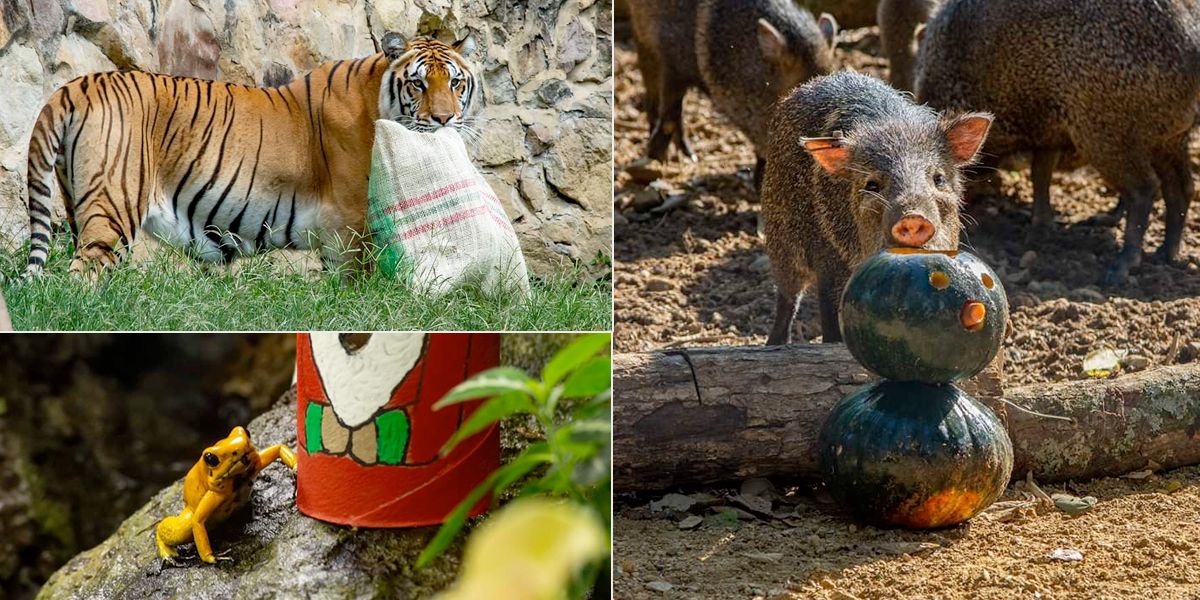 Los animales del zoológico de Cali también celebran la Navidad